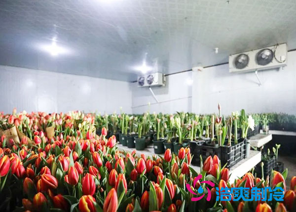 花卉冷庫(kù)安裝預(yù)算造價(jià)多少錢？-浩爽制冷