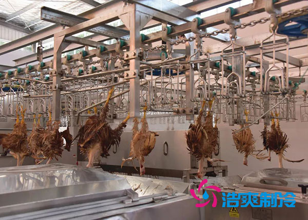 肉雞屠宰之后需要直接入速凍庫嗎？-浩爽制冷